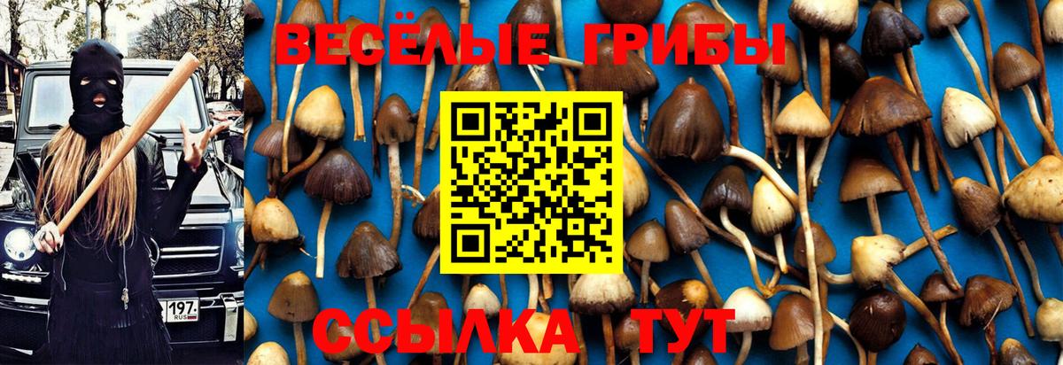 Киселёвск  Галлюциногенные грибы Psilocybine cubensis  Вход с VPN 